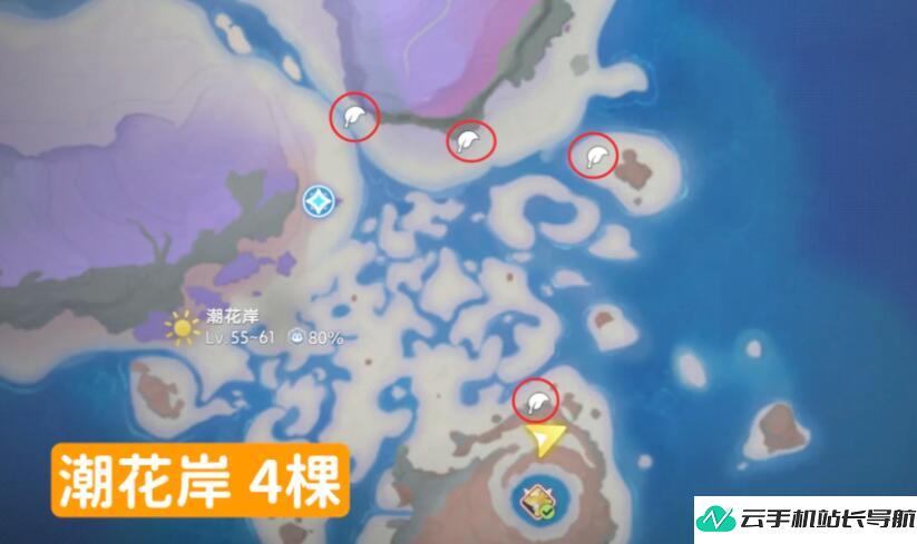 伊莫晨星花 采集点位置在哪